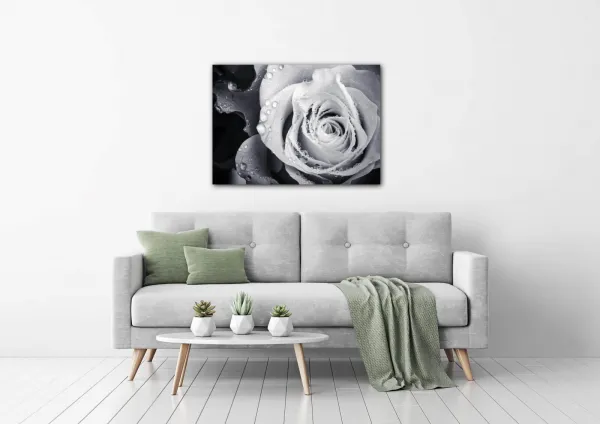 Impresi Obraz Čiernobiela ruže s kvapkami vody - 70 x 50 cm