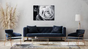 Impresi Obraz Čiernobiela ruže s kvapkami vody - 70 x 50 cm