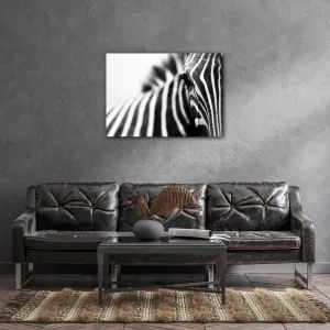 Impresi Obraz Zebra detail - 70 x 50 cm