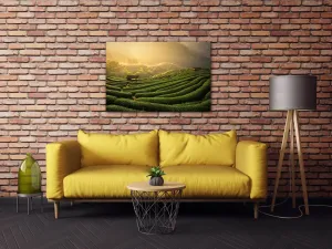Impresi Obraz Východ slnka čajovníková plantáž - 60 x 40 cm
