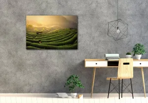 Impresi Obraz Východ slnka čajovníková plantáž - 60 x 40 cm