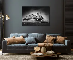 Impresi Obraz Antilopy čiernobiele - 70 x 50 cm