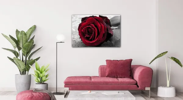 Impresi Obraz Ruže na čiernobielom pozadí - 60 x 40 cm