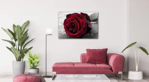 Impresi Obraz Ruže na čiernobielom pozadí - 60 x 40 cm