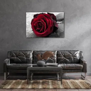Impresi Obraz Ruže na čiernobielom pozadí - 60 x 40 cm
