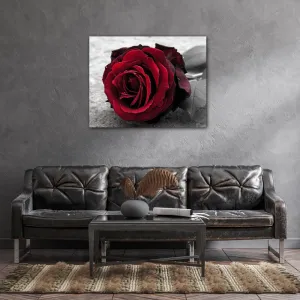 Impresi Obraz Ruže na čiernobielom pozadí - 90 x 70 cm