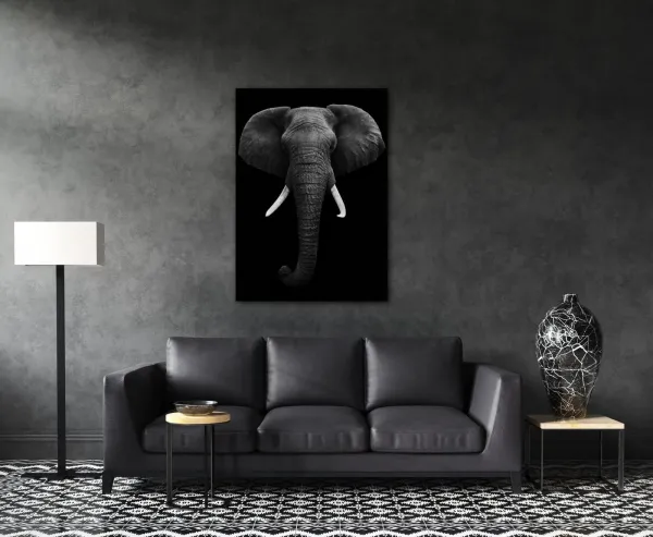 Impresi Obraz Slon čiernobiely - 50 x 70 cm