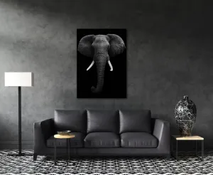 Impresi Obraz Slon čiernobiely - 50 x 70 cm