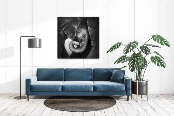 Impresi Obraz Slon čiernobiely - 60 x 60 cm