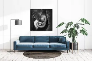 Impresi Obraz Slon čiernobiely - 60 x 60 cm