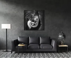 Impresi Obraz Slon čiernobiely - 60 x 60 cm
