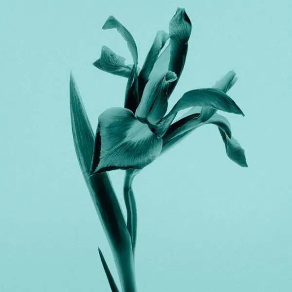 Tiffany & Co. Tiffany & Co. Sheer toaletná voda pre ženy 50 ml