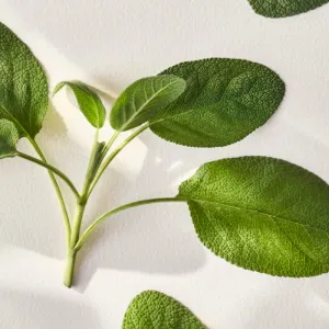 Ralph Lauren Polo Earth Provencial Sage toaletná voda unisex 40 ml