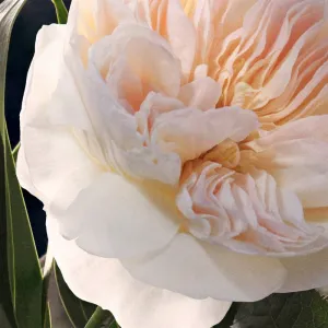 Chloé Parfumovaná voda 75 ml