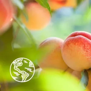 Le Petit Marseillais White Peach Bio & Nectarine Bio jemný sprchový gel 250 ml