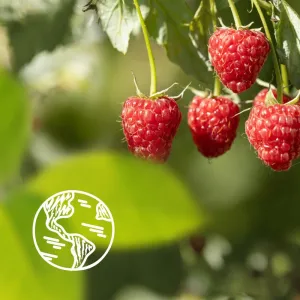 Le Petit Marseillais Raspberry BIO & Peony krémový sprchový gél 250 ml