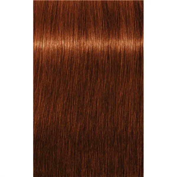 Schwarzkopf Professional IGORA Royal Absolutes farba na vlasy odtieň 6-70 Dark Blonde Copper Natural 60 ml