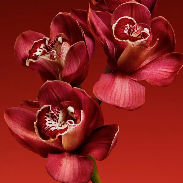 Calvin Klein My Euphoria parfumovaná voda pre ženy 100 ml