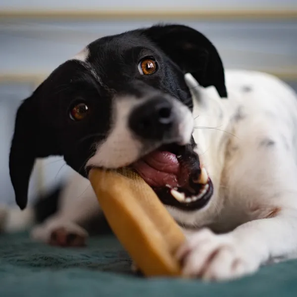 EXPLORER DOG Himalájska maškrta S