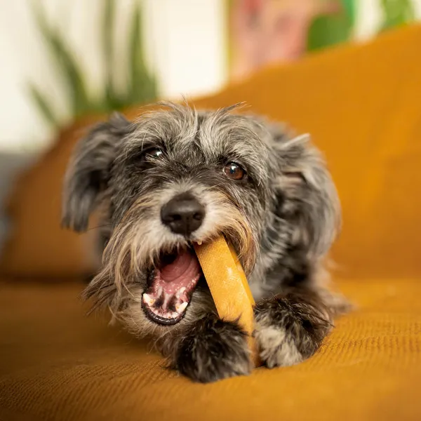 EXPLORER DOG Himalájska maškrta S