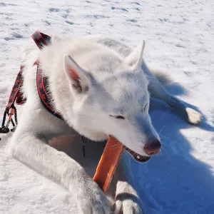 EXPLORER DOG Himalájska maškrta S