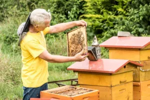 Pleva Propolis v mede 250g