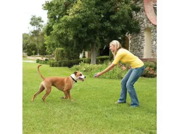 PetSafe® Stay + Play