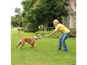PetSafe® Stay + Play