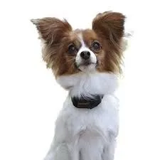 PetSafe® VBC-10 Vibro