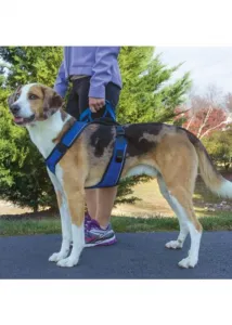 PetSafe® EasySport™