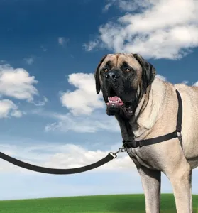 Easy Walk™ Harness