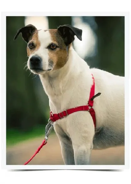 Easy Walk™ Harness