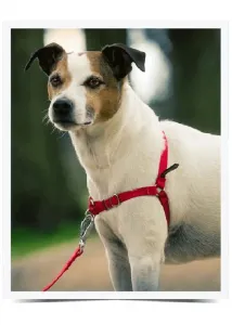 Easy Walk™ Harness