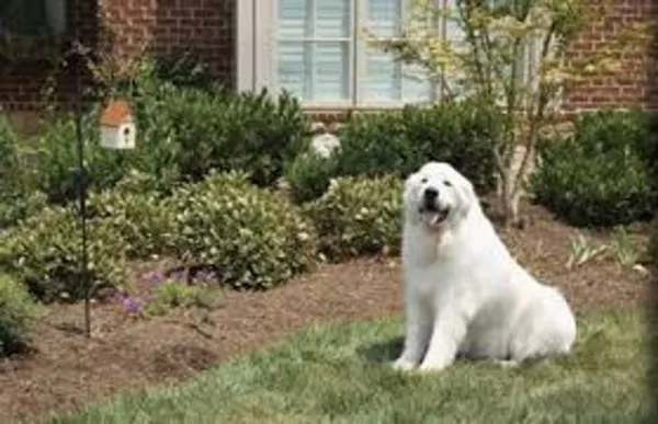 PetSafe Outdoor