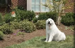 PetSafe Outdoor