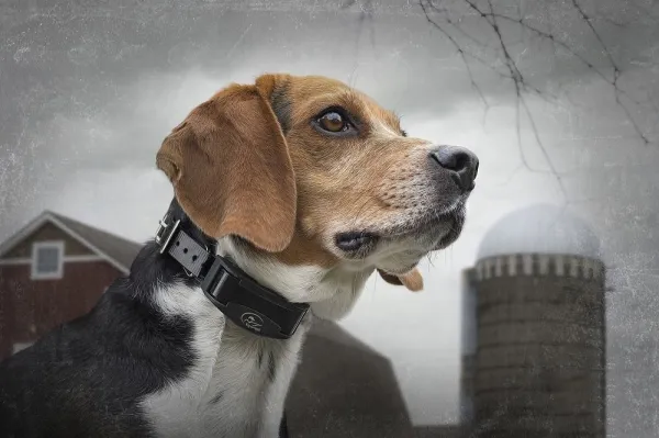 SportDOG NoBark SBC-R-E