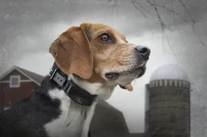 SportDOG NoBark SBC-R-E