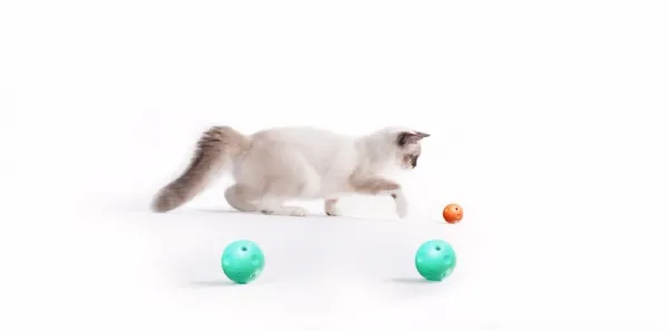 Petkit náhradní míčky do škrabadla