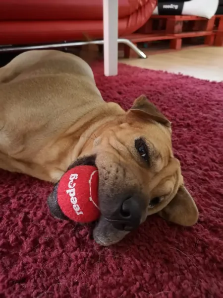 Reedog tenisová loptička pre psa - S