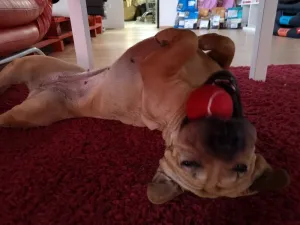 Reedog tenisová loptička pre psa - S