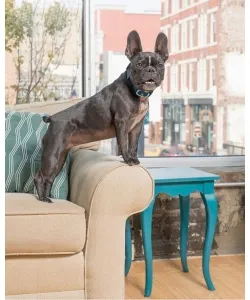 PetSafe® Lite