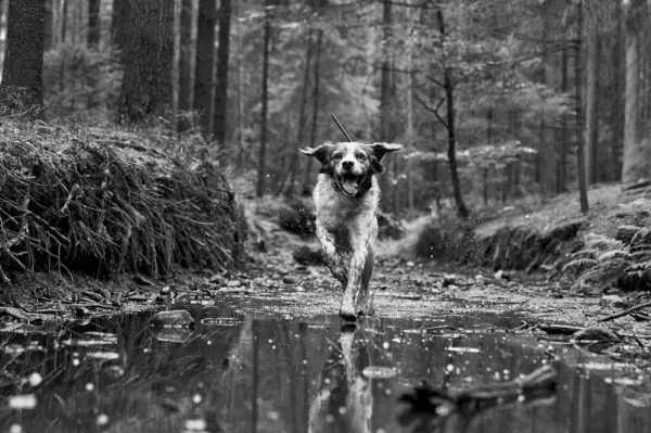 Dogtrace DOG GPS X30