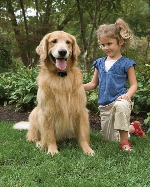 PetSafe Basic