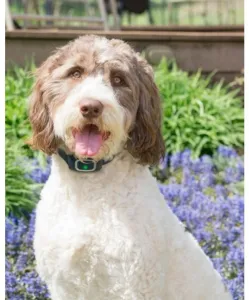 PetSafe® No Bark