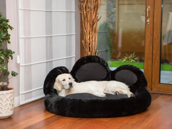 Pelech pre psa Reedog Exclusive Paw Black