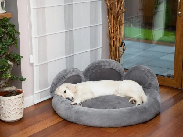 Pelech pre psa Reedog Exclusive Paw Grey