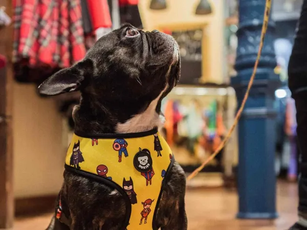 Dukier SUPERDOG - M
