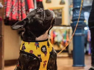 Dukier SUPERDOG - M