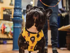 Dukier SUPERDOG - M