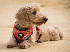 Dukier SUPERDOG - M